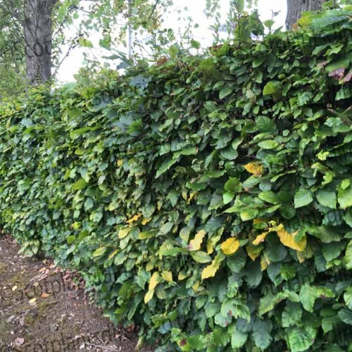 60-90cm Fagus Sylvatica Green Beech Hedging - Pot Grown | ScotPlants Direct